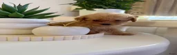 Poedel Toy honden te koop: Toy pooedel teefjes  - Advertentie 8