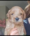Australian Labradoodle licht blauwe bandje