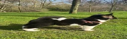 American Akita honden te koop: Prachtige American Akita Pups - Advertentie 17