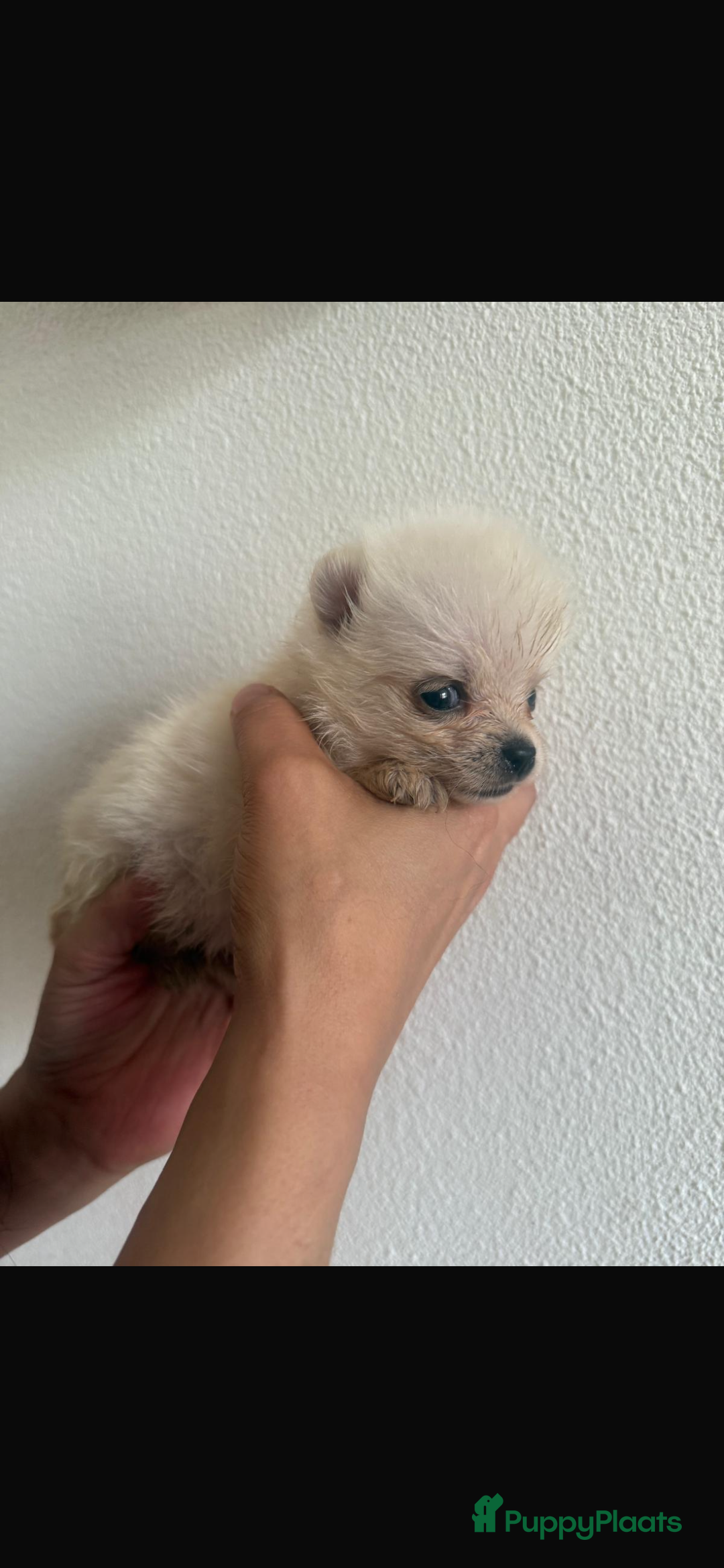 Pomsky honden te koop: 4 prachtige pomsky’s in Breda - Afbeelding 9