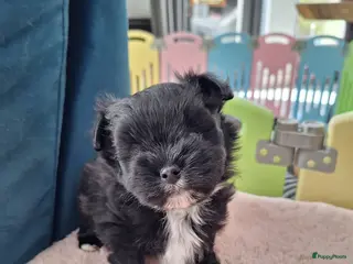 Kruising honden Mooie havapom (havanezer/pomeriaan) pups - Advertentie 14