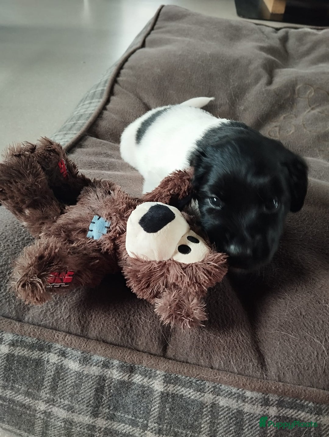 Friese Stabij honden te koop: Drie lieve Friese Stabij reutjes in Gasselte - Afbeelding 8