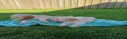 Kruising honden te koop: Lieve kruising labradoodle pups te koop! - Advertentie 8