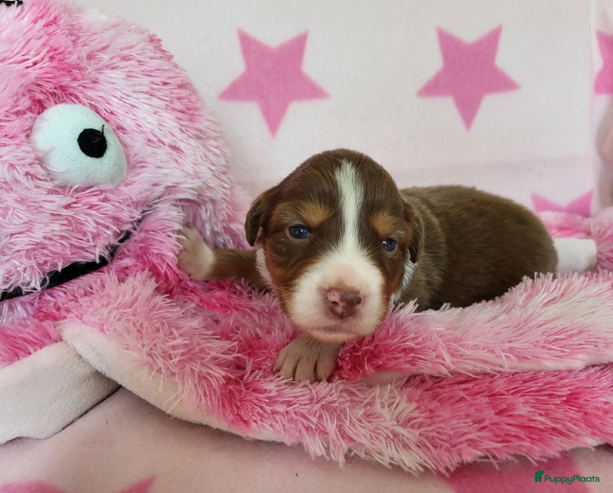 Australian Shepherd honden Australian Shepherd met FCI Stamboom - Advertentie 2