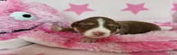 Australian Shepherd honden te koop: Australian Shepherd met FCI Stamboom - Advertentie 1