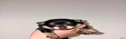 Kruising honden te koop: Pomeriaan pups black en tan & merle - Advertentie 8