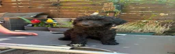 Labradoodle honden te koop: Lieve sociale Labradoodle puppy's mogen verhuizen - Advertentie 22