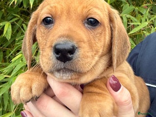 Kruising honden Boerenfox X teckel pup - Advertentie 1