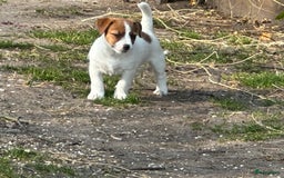 Jack Russel Terriër honden te koop: Mooi reutje van 7 maand  - Afbeelding 4