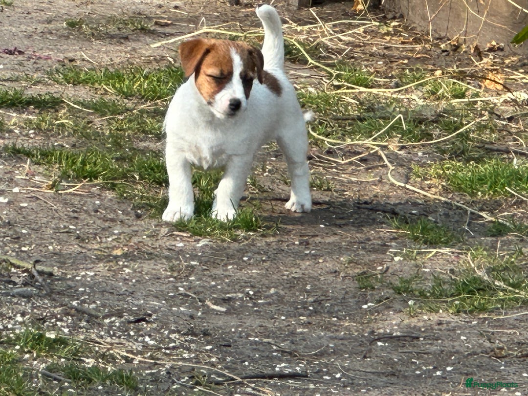 Jack Russel Terriër honden te koop: Mooi reutje van 7 maand  - Afbeelding 4