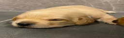 Labrador Retriever honden te koop: Red fox, zwarte labrador van extreem lieve moeder - Advertentie 3