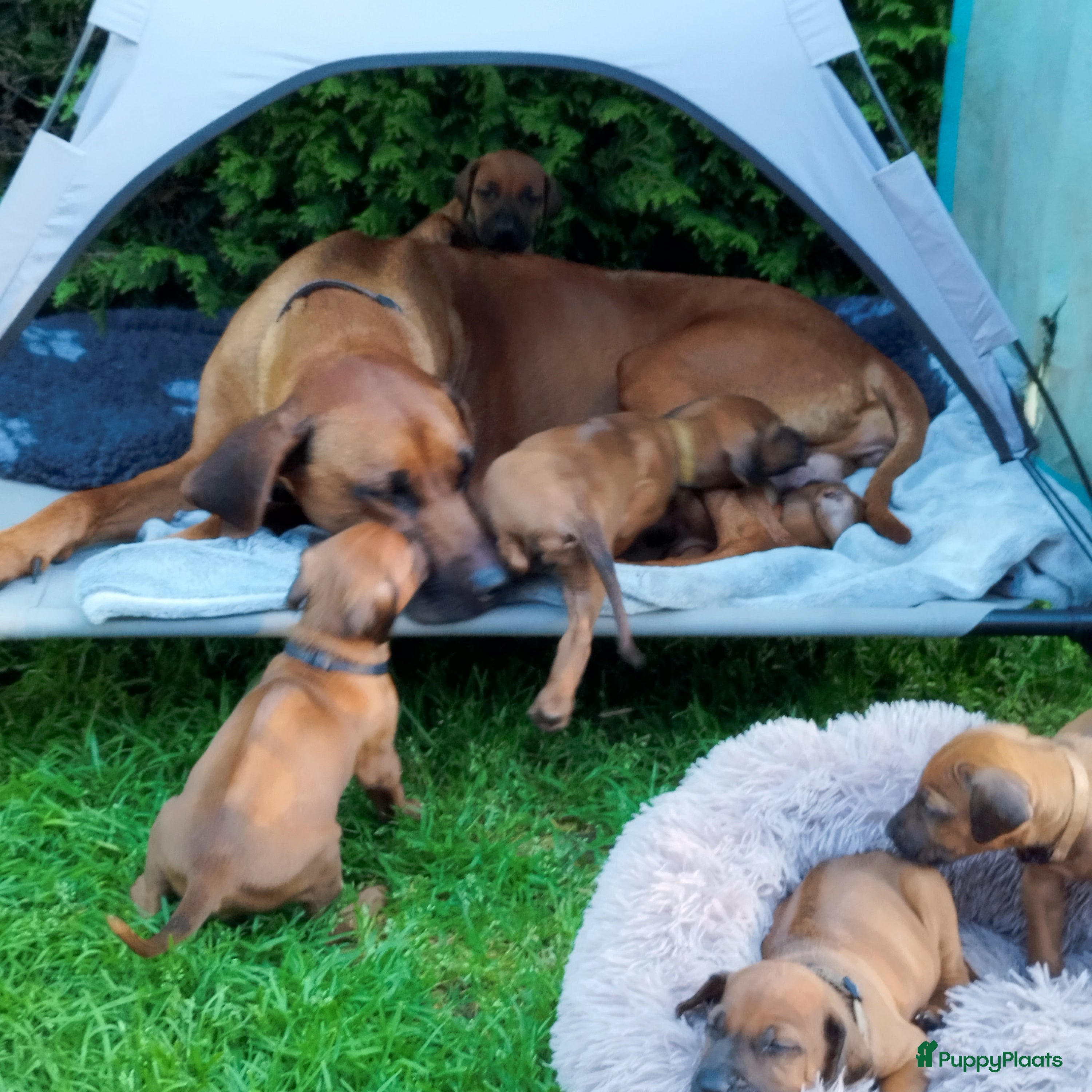Rhodesian Ridgeback honden Rhodesian Ridgeback pups met stamboom  - Advertentie 2