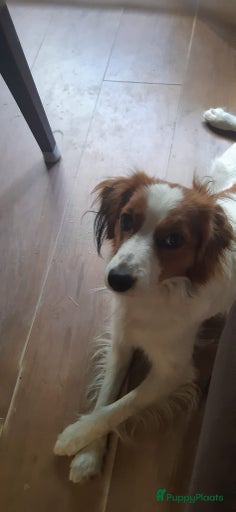 Galerij afbeelding {{count}}