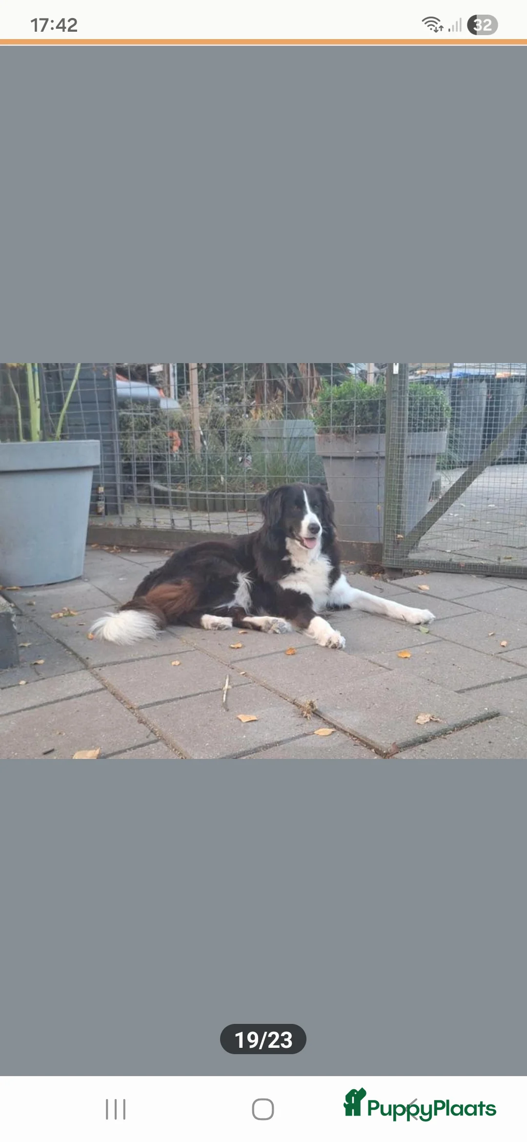 Kruising honden te koop: Xing golden retiever, aussie in huis opgegroeid - Advertentie 16