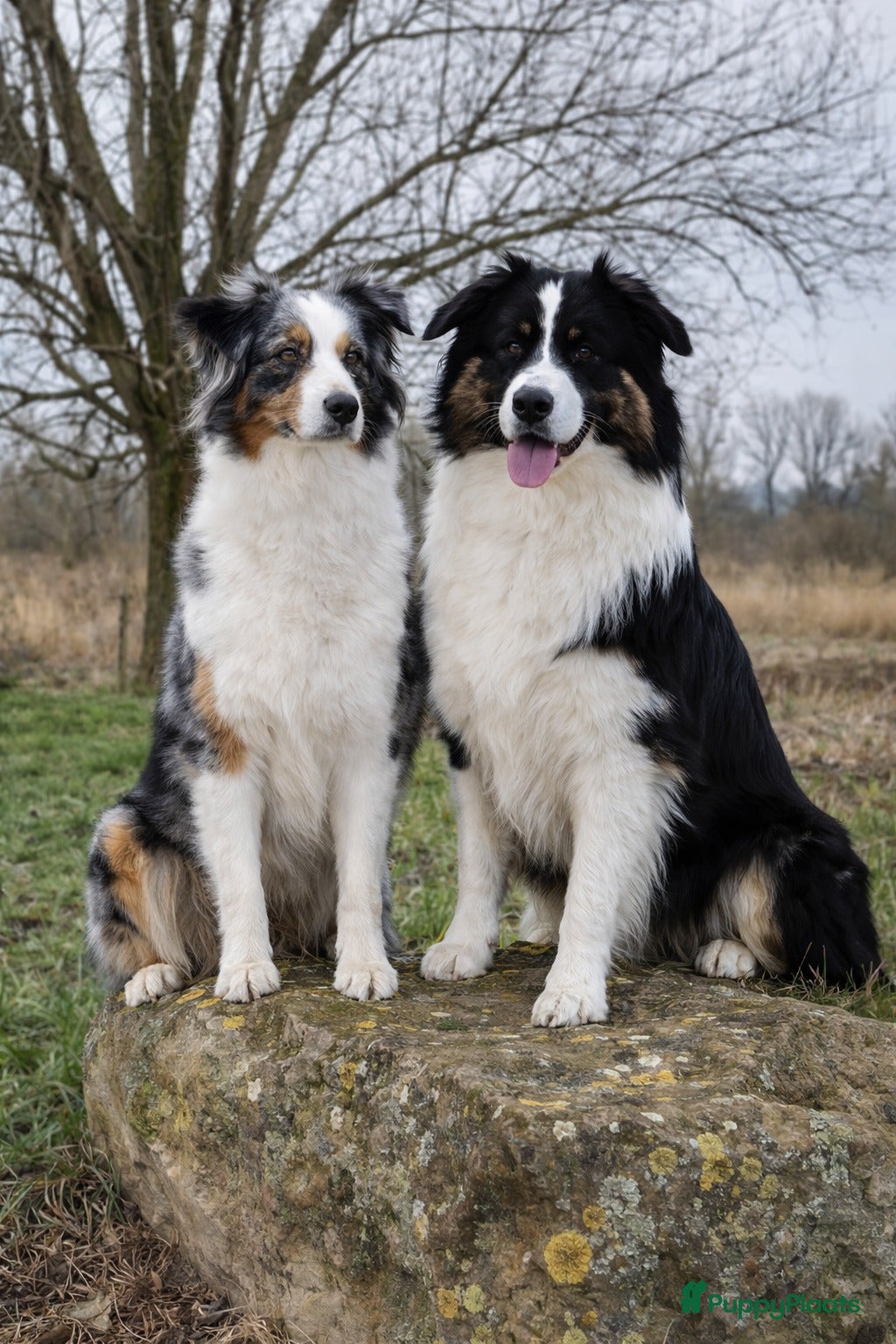 Australian Shepherd honden Stamboom pups verwacht! - Advertentie 1