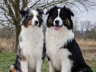 Australian Shepherd honden te koop: Stamboom pups geboren! - Advertentie 3