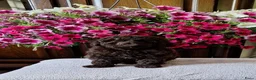 Poedel Toy honden te koop: Schitterende toypoedel pups in Barneveld - Advertentie 6