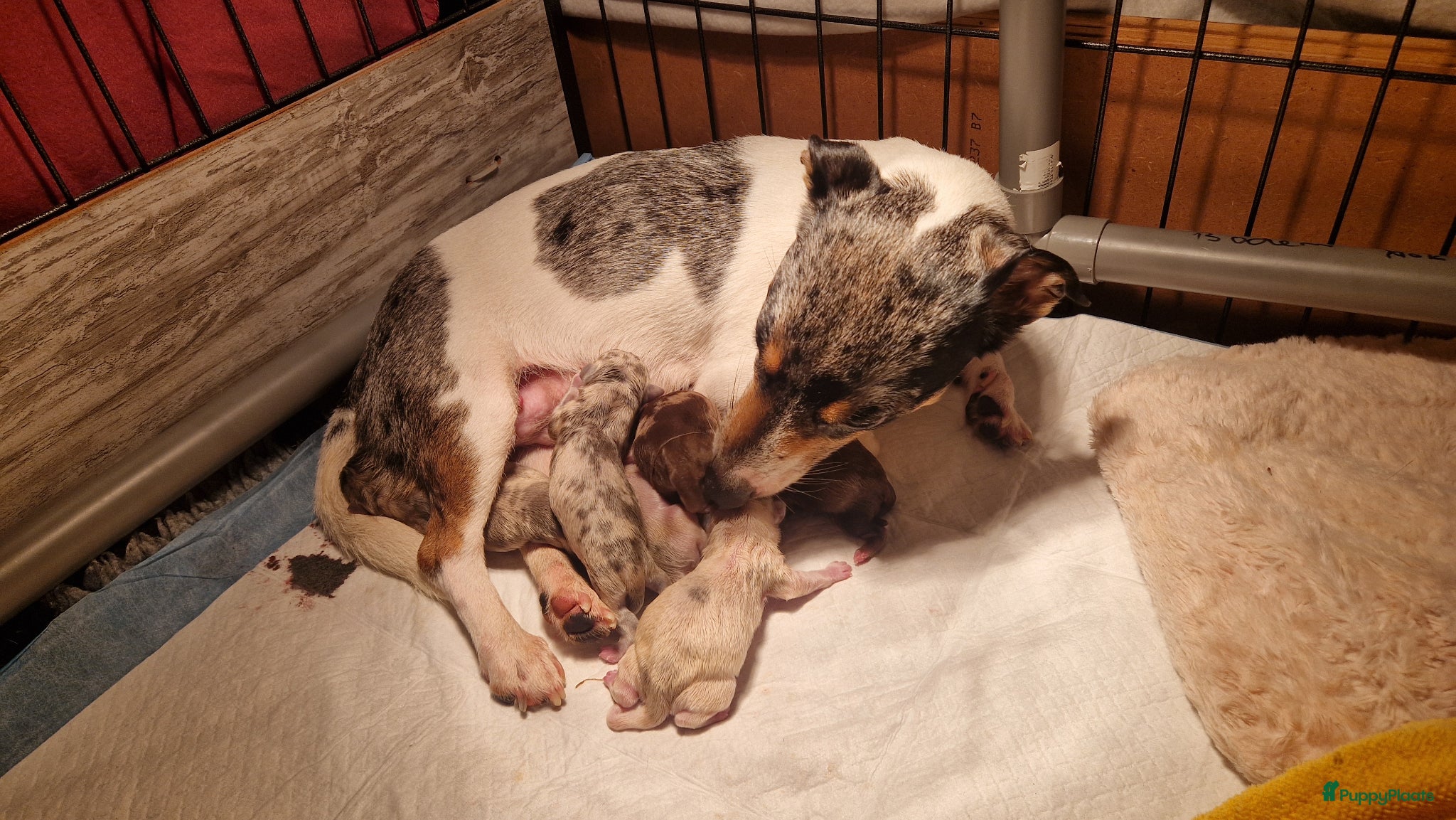 Jack Russel Terriër honden Merle jackrussels kort harig laag benig - Advertentie 9