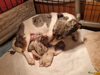 Jack Russel Terriër honden Merle jackrussels kort harig laag benig - Advertentie 9