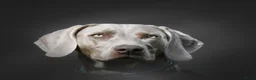 Weimarse Staande Hond korthaar honden te koop: Prachtige Weimaraner pups - Advertentie 7