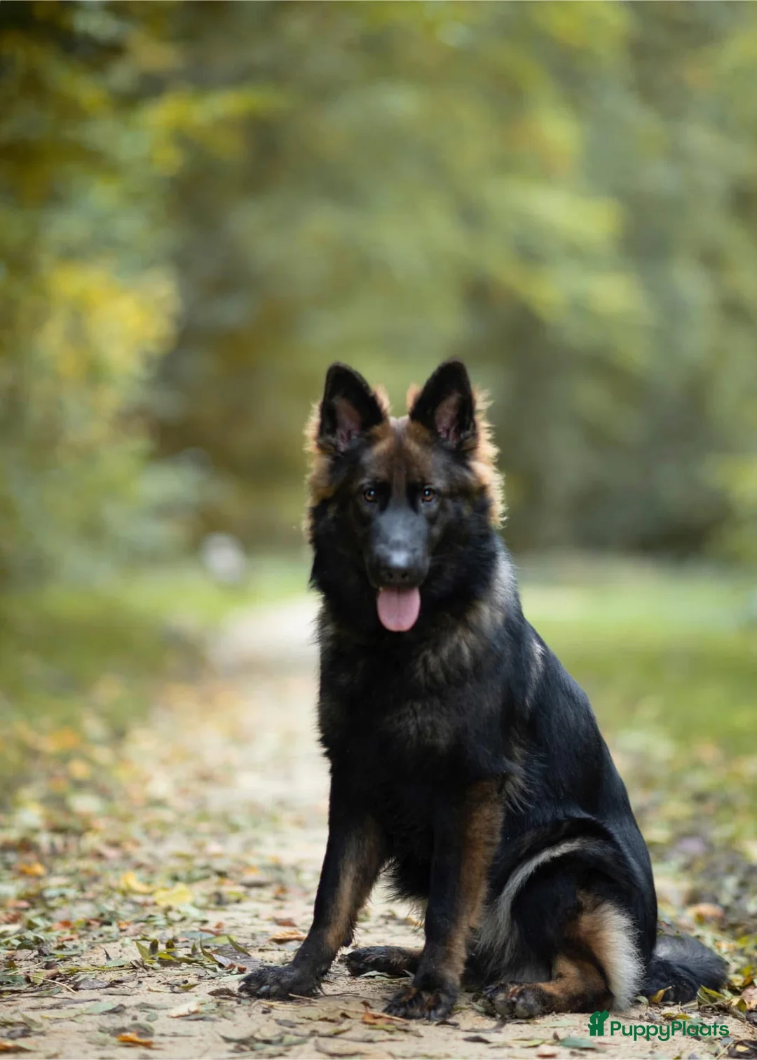 Duitse Herder honden ter adoptie: Duitse Herder Langstokhaar zoekt een nieuwe thuis  - Advertentie 3