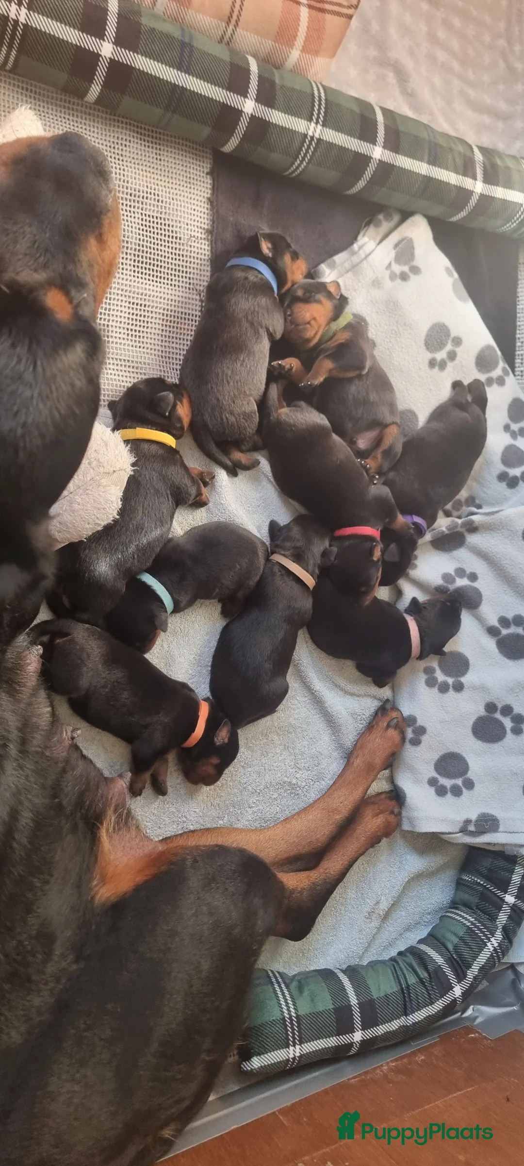 Rottweiler honden te koop: Rottweiler pups met stamboom  in Odijk - Advertentie 19