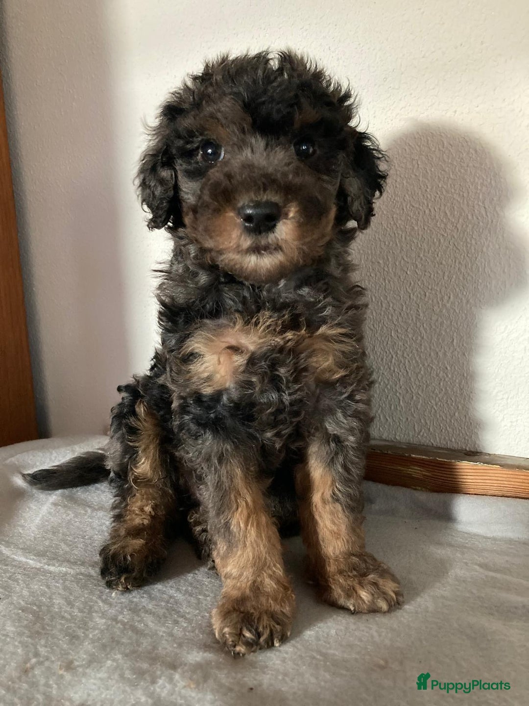 Goldendoodle honden te koop: Lieve sociale Goldendoodle pups, middelmaat - Advertentie 5