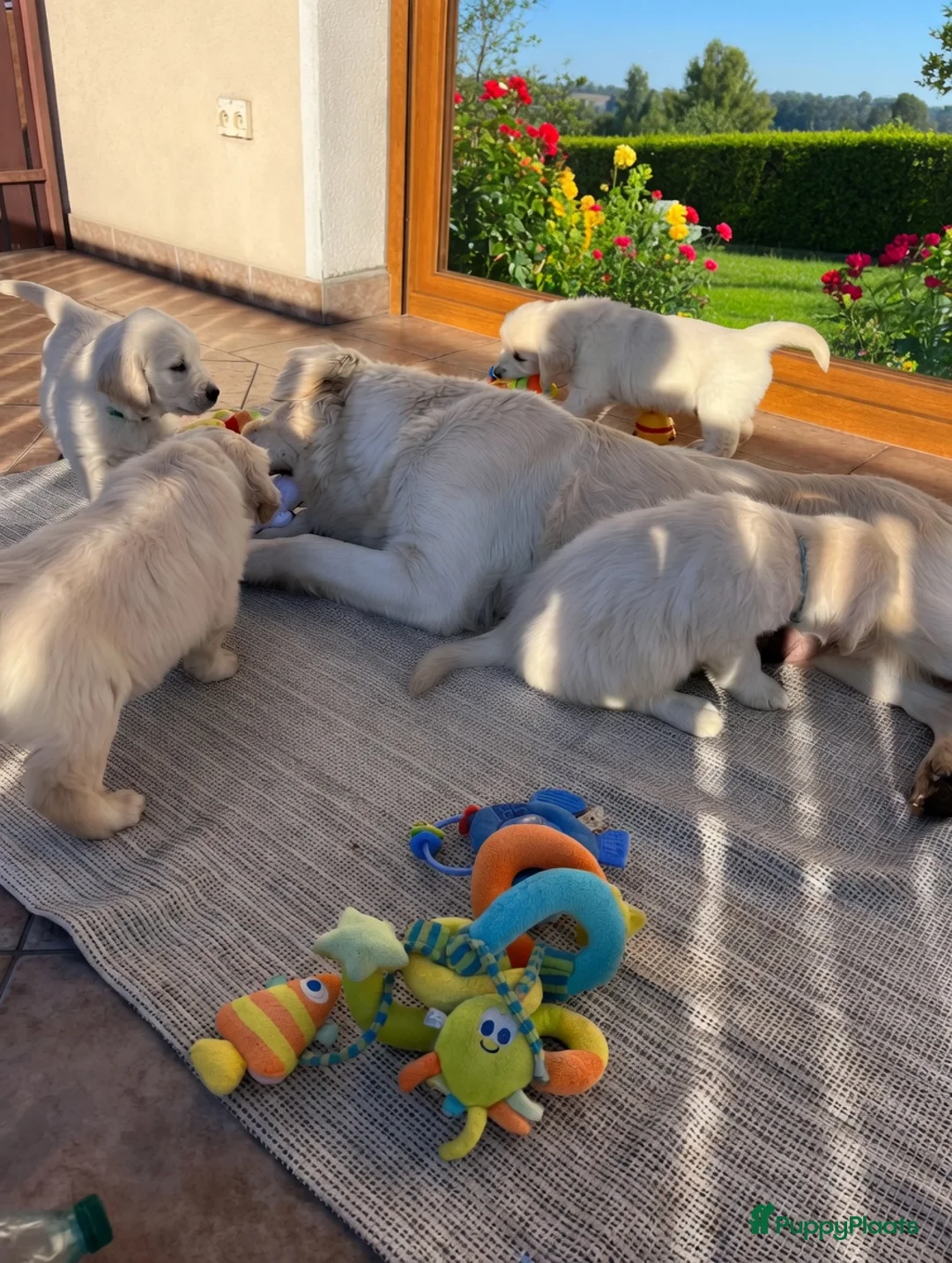 Golden Retriever honden te koop: Retriever pups beschikbaar 🐾 in Groningen - Advertentie 5