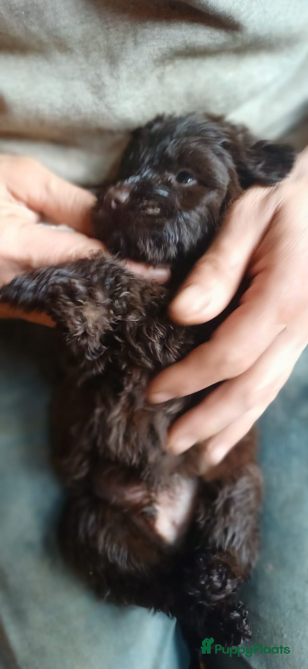 Kruising honden te koop: Ben jij het baasje van een van deze mooie puppy's? - Advertentie 10
