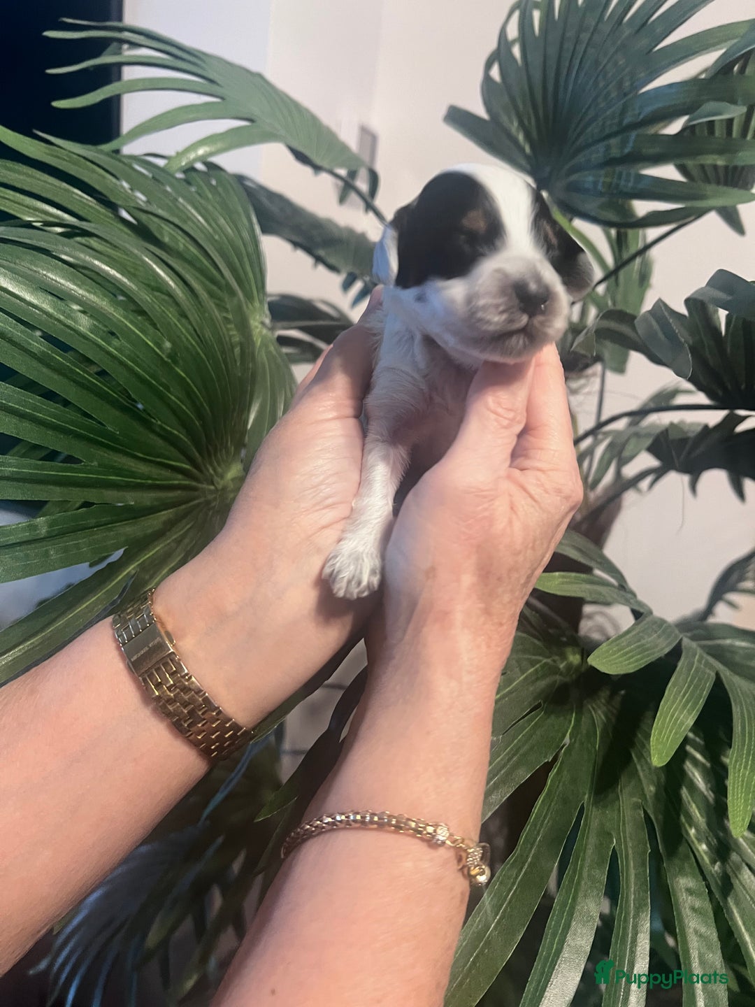 Cockapoo honden te koop: Cockapoo pups geboren  - Advertentie 15