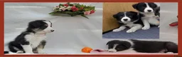 Border Collie honden te koop: Prachtige, raszuivere Border Collie pups - Advertentie 4