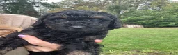 Australian Labradoodle honden te koop: Australian labradoodle puppy’s  - Advertentie 3