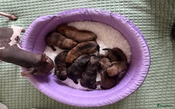 Kruising honden te koop: Kruising AHT American Hairless Terriër X Bulletje  in Hazerswoude-Rijndijk - Afbeelding 24
