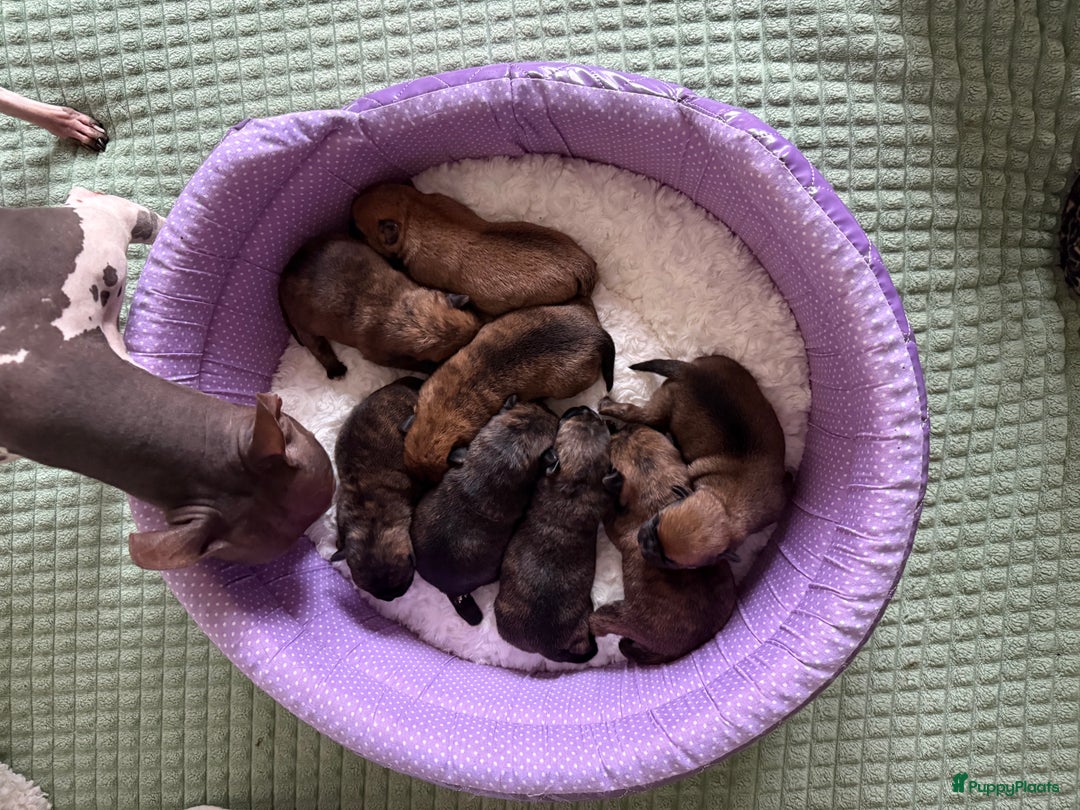 Kruising honden te koop: Kruising AHT American Hairless Terriër X Bulletje  in Hazerswoude-Rijndijk - Afbeelding 24
