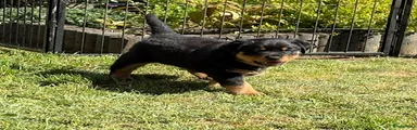 Pup 2