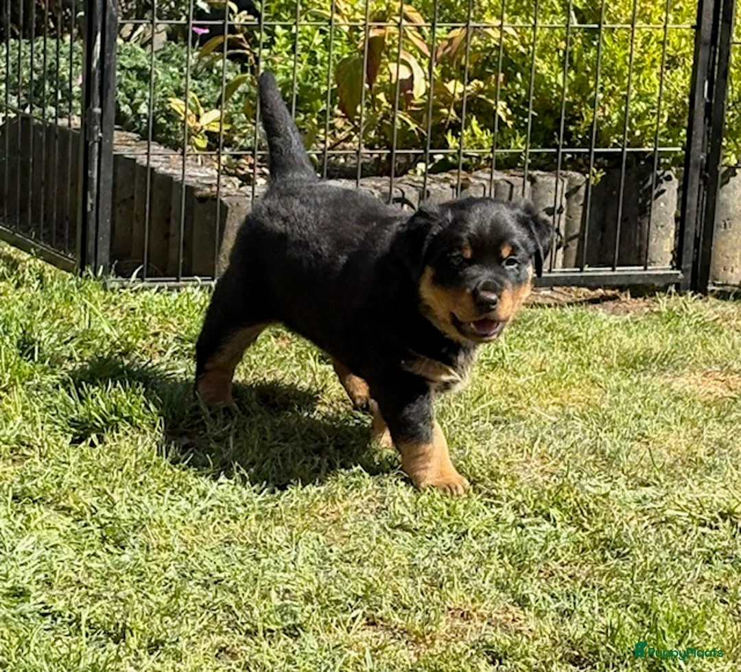Kruising honden te koop: Berner SennerxRottweiler puppy's in Dalfsen - Advertentie 2