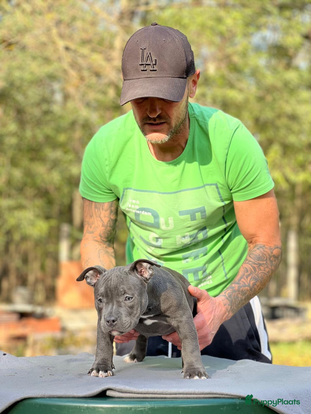 Amerikaanse Bully honden te koop: Amerikaanse Bully Pocket-puppy's - Advertentie 3