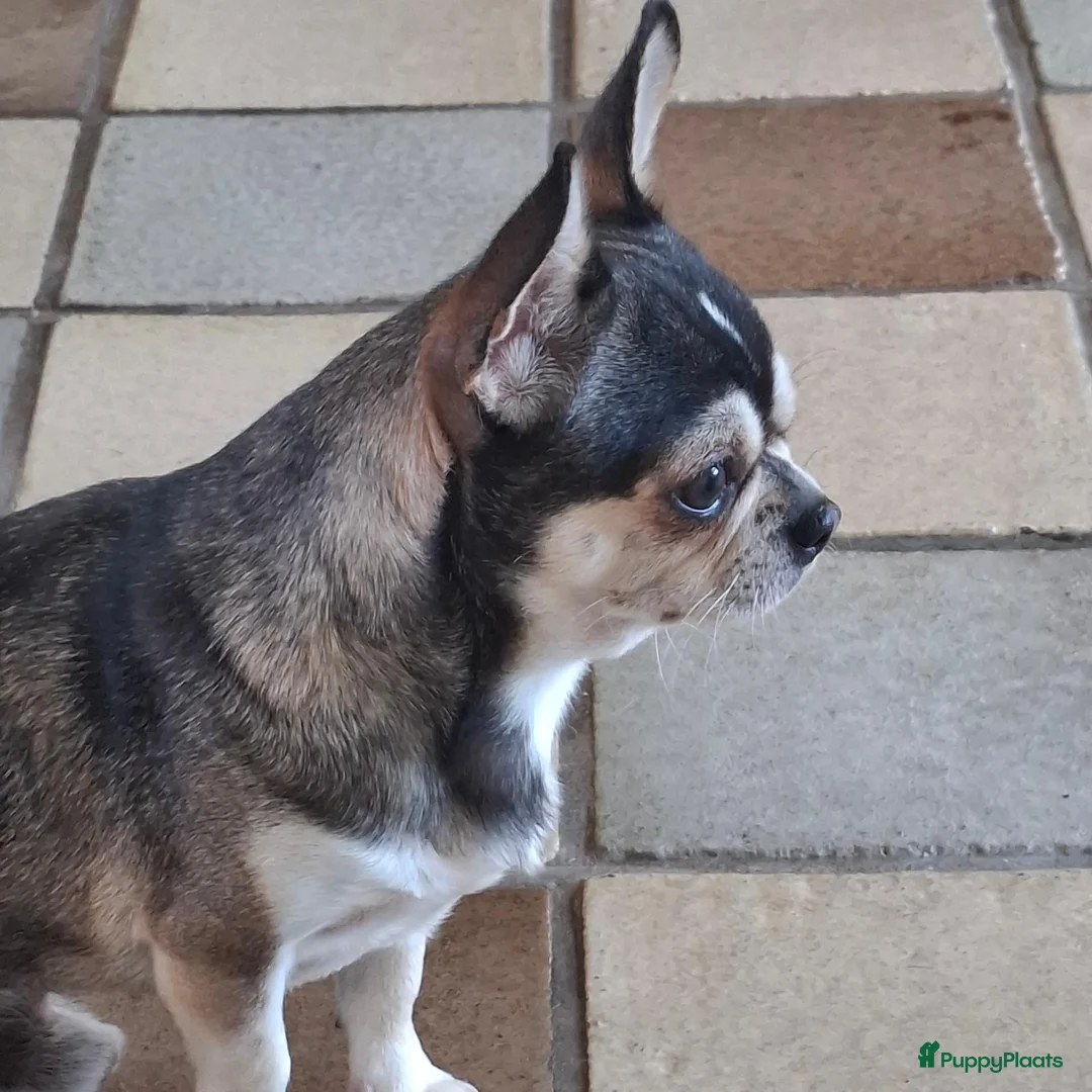 Chihuahua honden te koop: Husky chihuahua reu - Advertentie 1