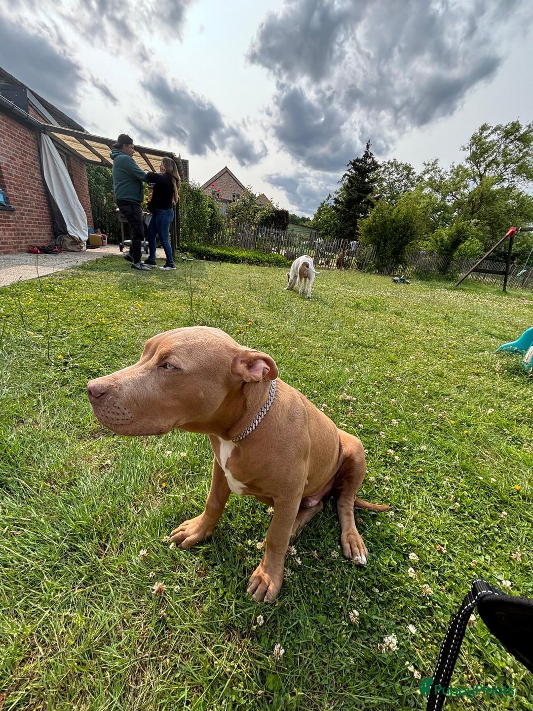 Amerikaanse Bully honden te koop: Amerikaanse Bully. Prijs bespreekbaar. - Advertentie 1