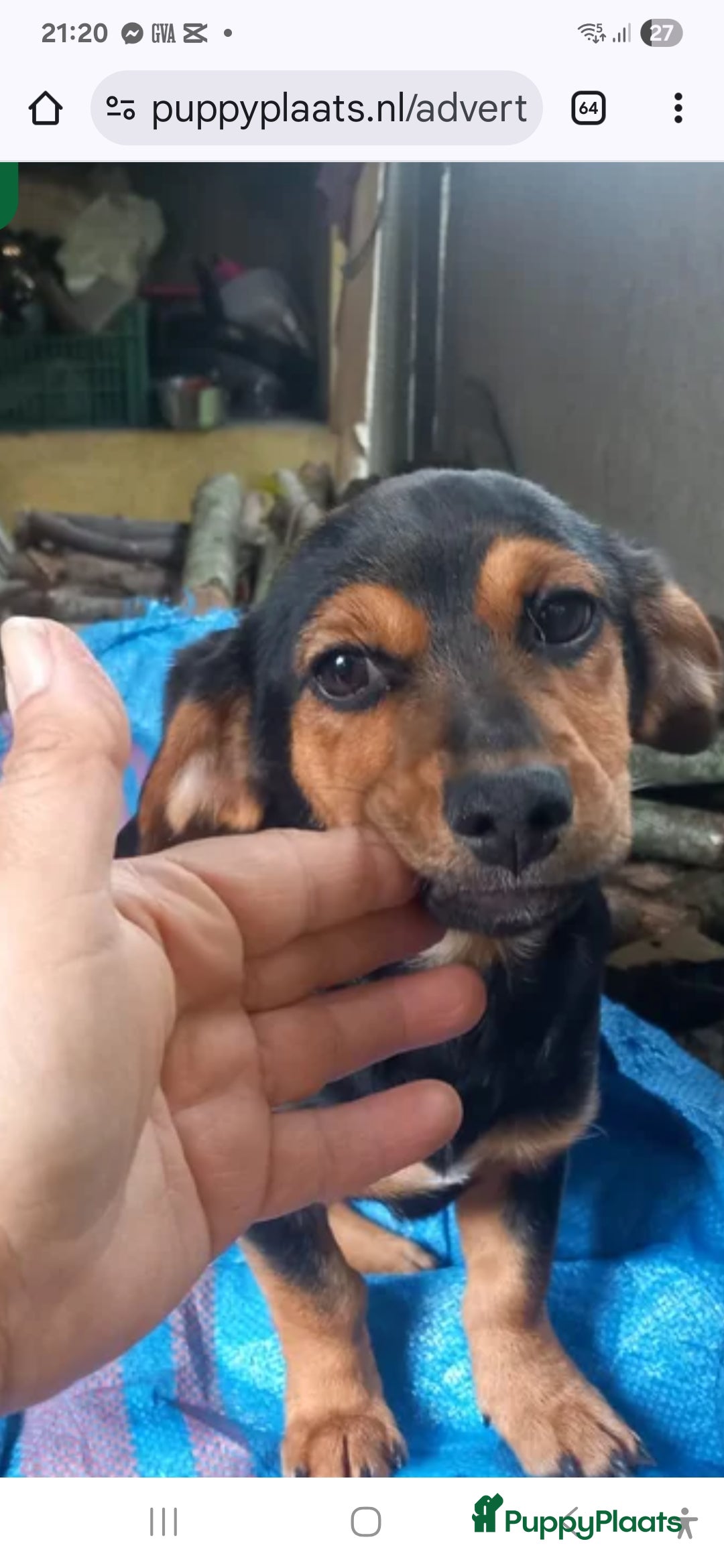 Kruising honden te koop: Luna italiaanse pup zoekt baasje - Advertentie 5