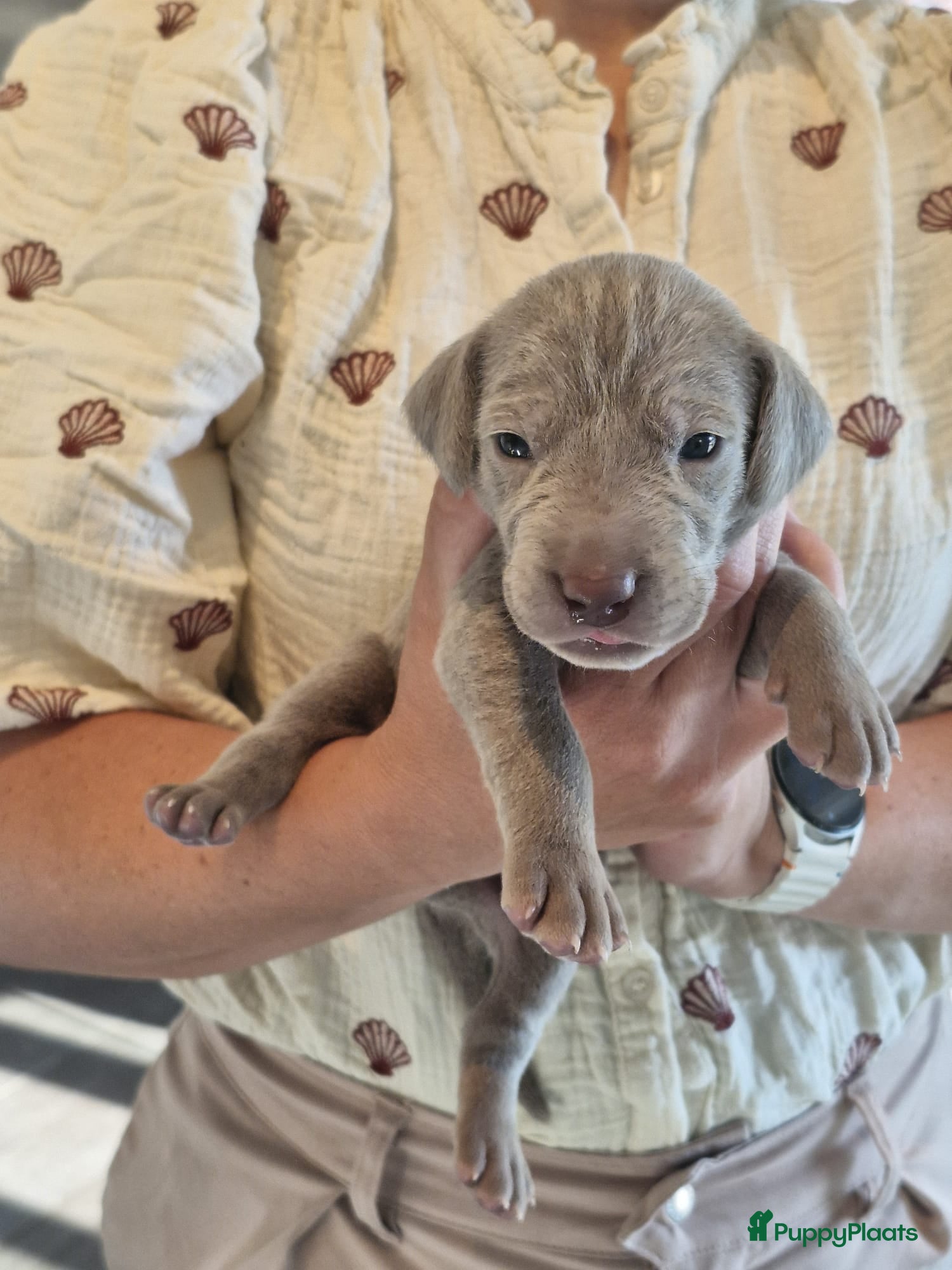 Weimarse Staande Hond korthaar honden te koop: Prachtige Weimaraner pups - Advertentie 1
