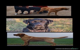 Labrador Retriever honden te koop: Stamboom Labrador pup. Nest Aankondiging  - Afbeelding 5