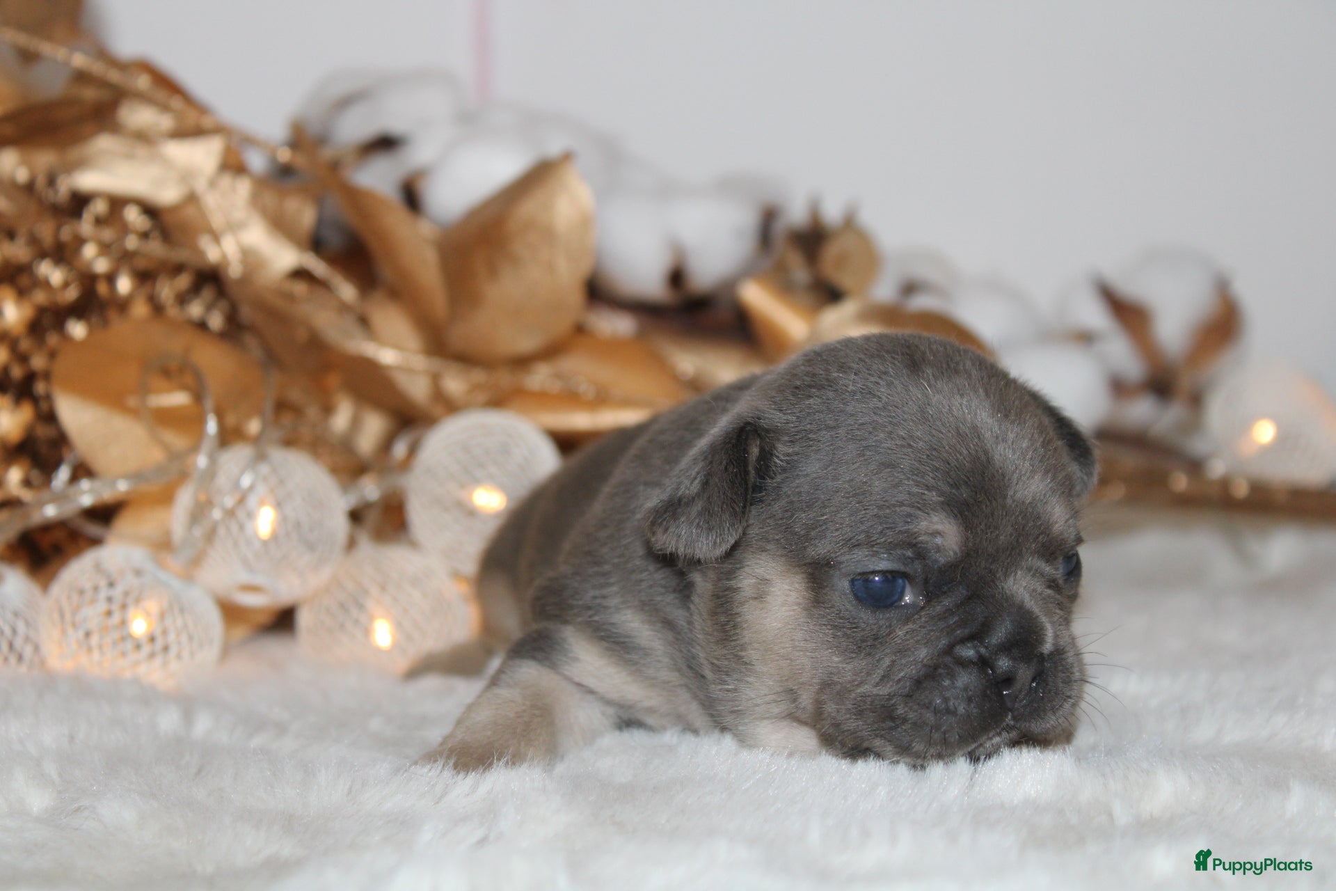 Franse Bulldog honden Franse Bulldog pups Lionheart Bloodline België  - Advertentie 3