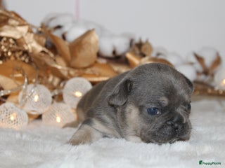 Franse Bulldog honden Franse Bulldog pups Lionheart Bloodline België - Advertentie 6