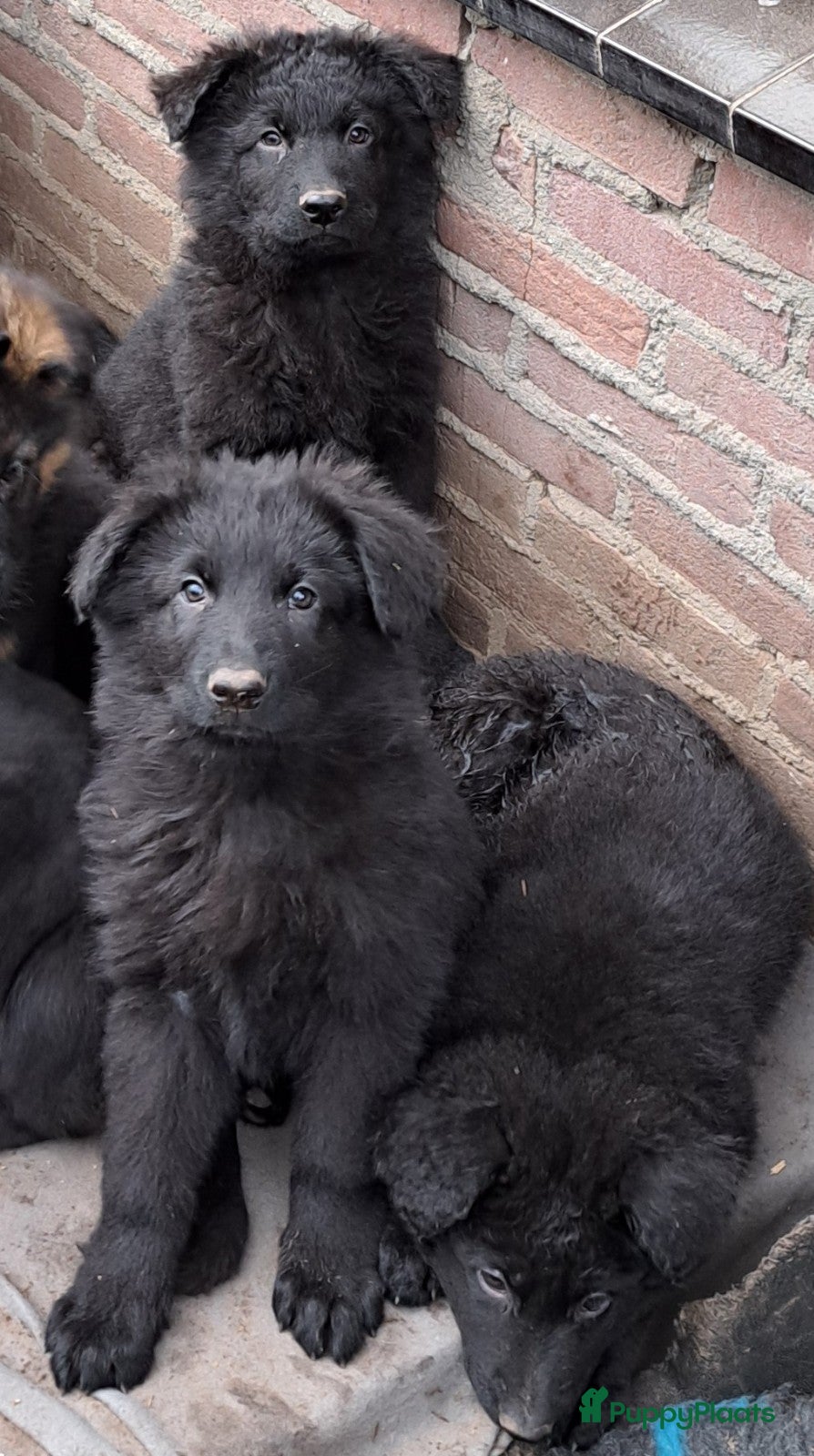 Duitse Herder honden Langstokharige zw. en zw.br. Duitse Herder puppies - Advertentie 1