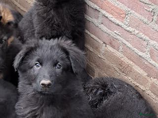 Duitse Herder honden Langstokharige zw. en zw.br. Duitse Herder puppies - Advertentie 1