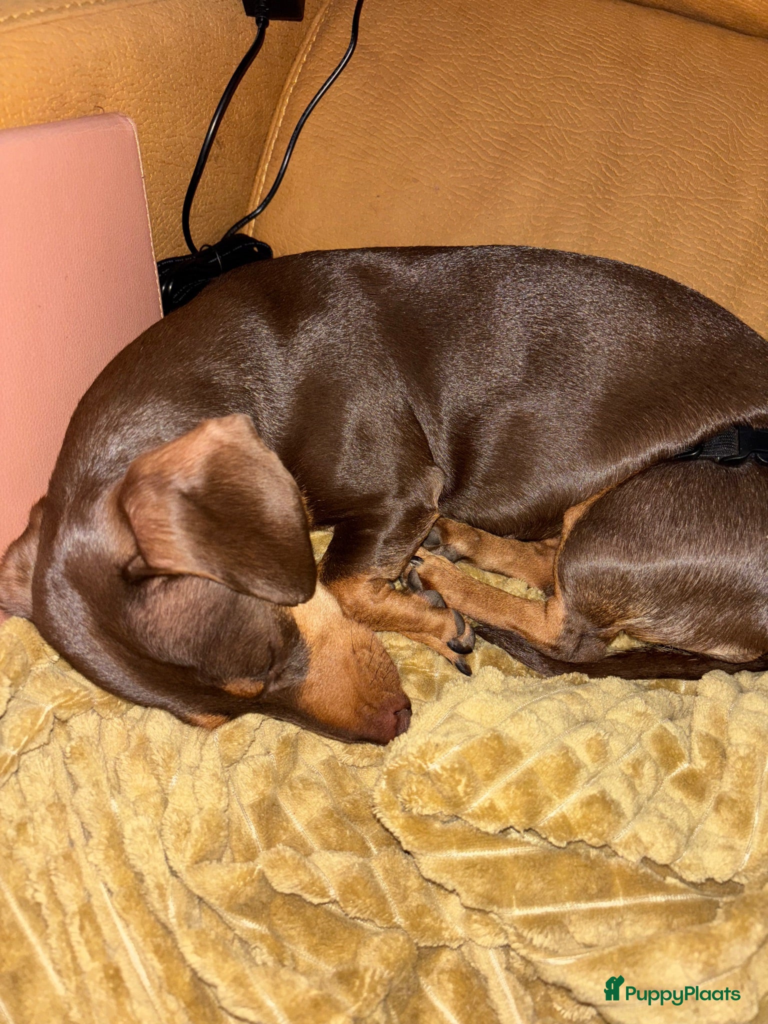 Teckel (korthaar)  honden Te koop nog 1 reutje kanichen  teckel  - Advertentie 3