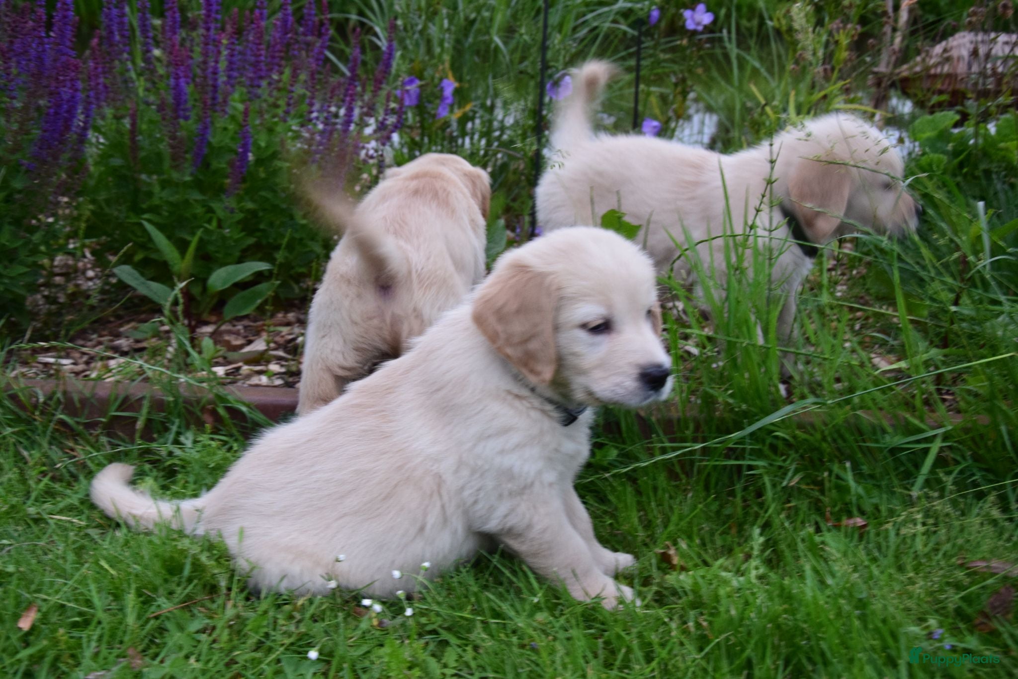 Golden Retriever honden Golden Retriever pup met stamboom - Advertentie 1