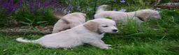 Golden Retriever honden te koop: Golden Retriever pup met stamboom - Advertentie 1