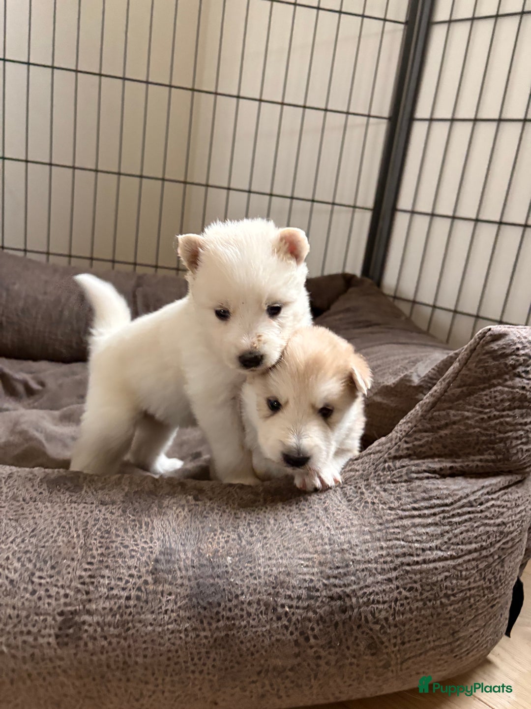 Pomsky honden te koop: 🌟 Prachtige Pomsky Pups te Koop  - Advertentie 14